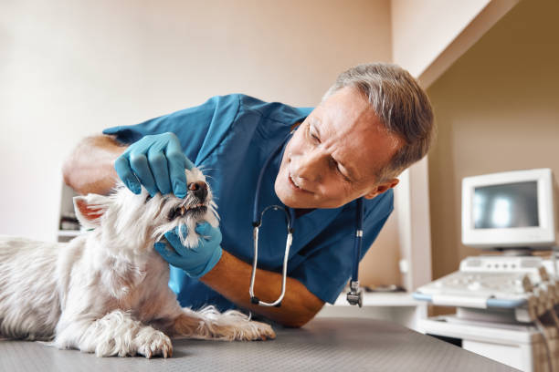  Paincourtville, LA Emergency Dentist Pros